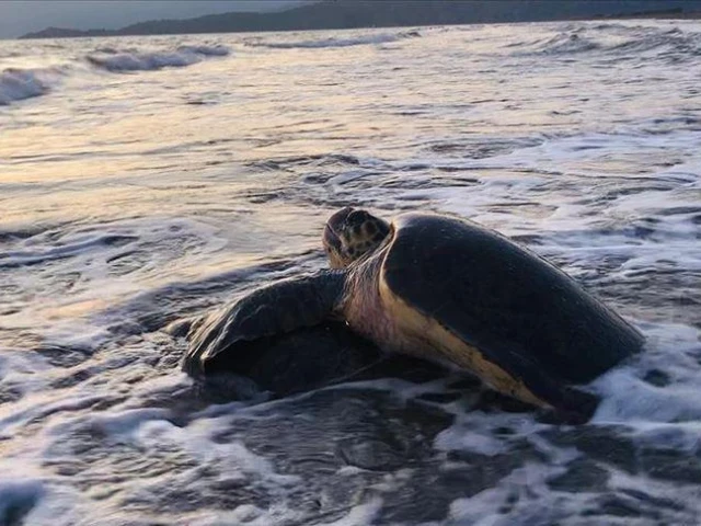 kaputa